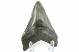 Fossil Megalodon Tooth - South Carolina #164986-2